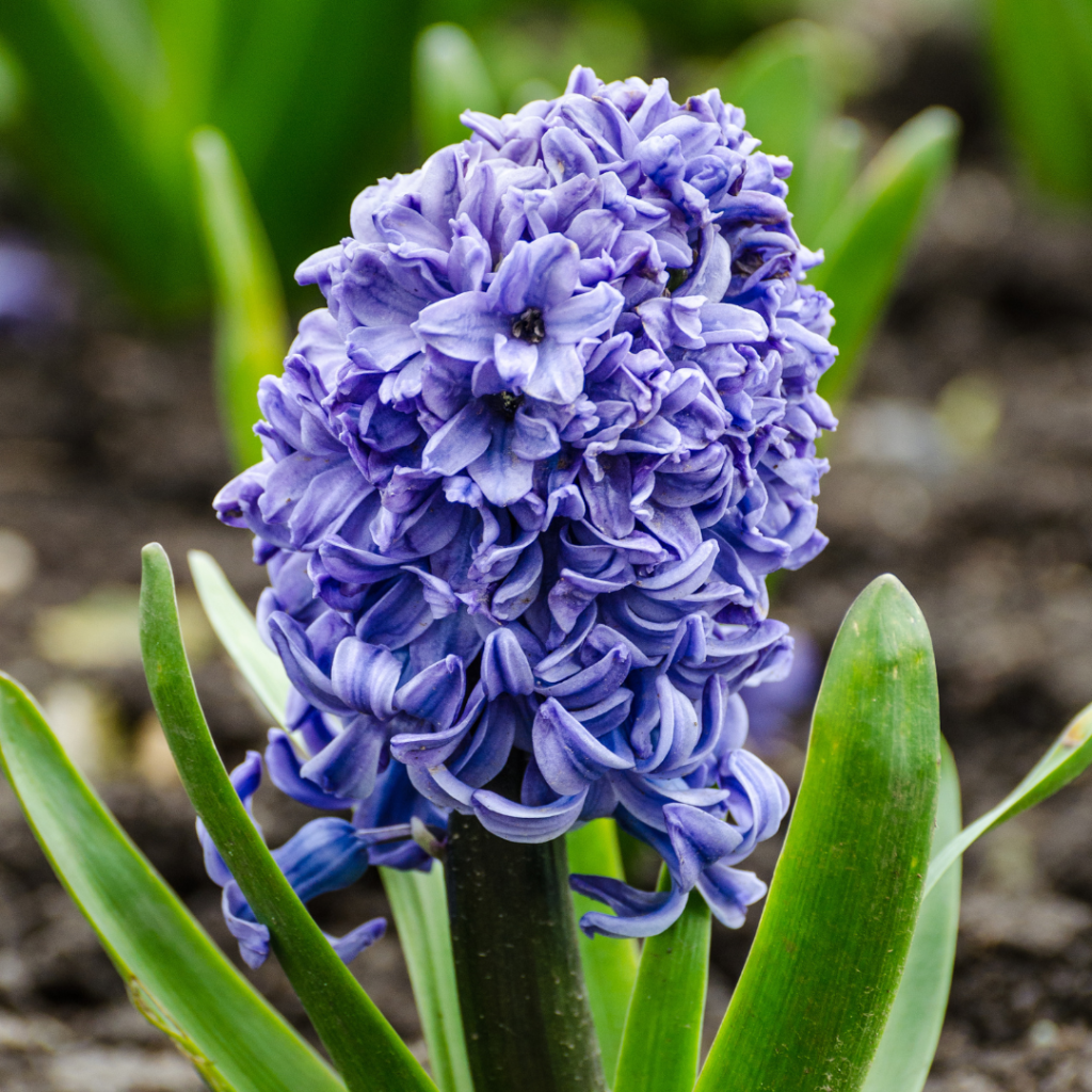 A simple Grape Hyacinth, also known as Muscari