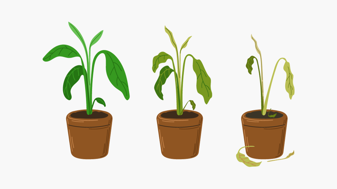 Houseplant 101. If you find a houseplant near death, it’s time for you to take emergency action. Here’s what to do: