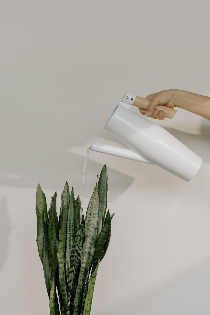 A-SNAKE-PLANT-LOW-MAINTENANCE