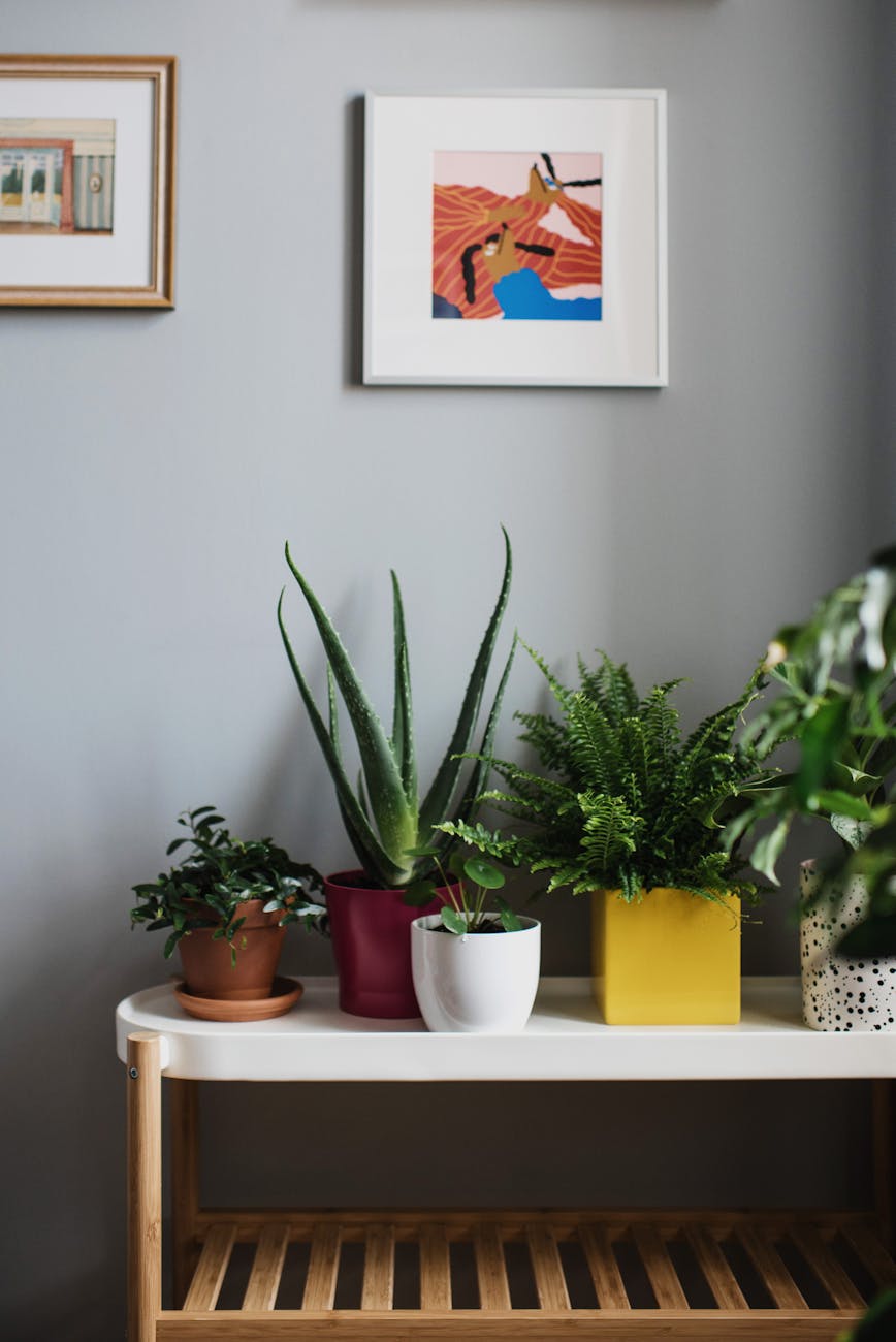 Indoor Plants that thrive in a High-Sun Recovery Zone